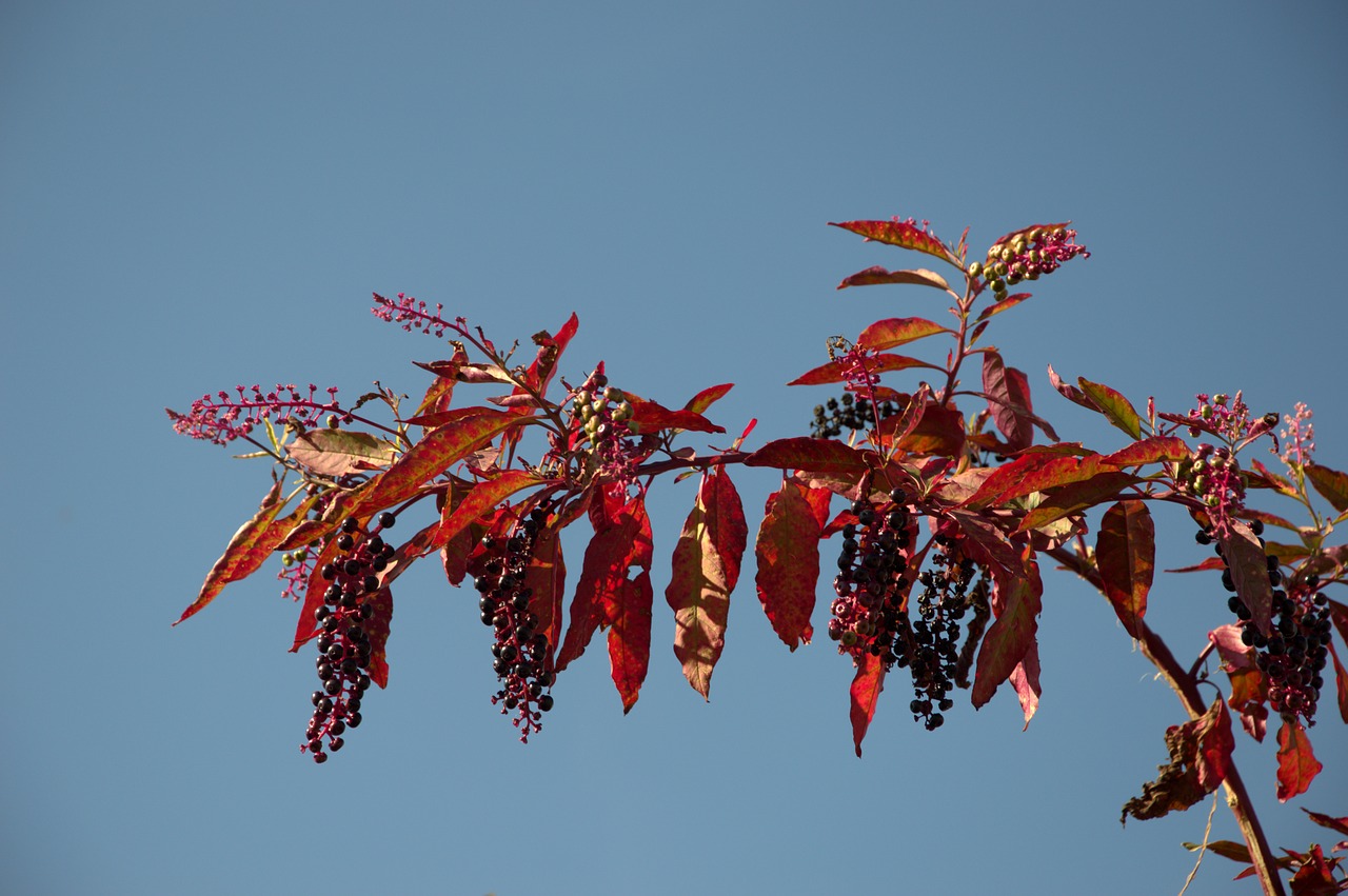 berry  bunch  autumn free photo