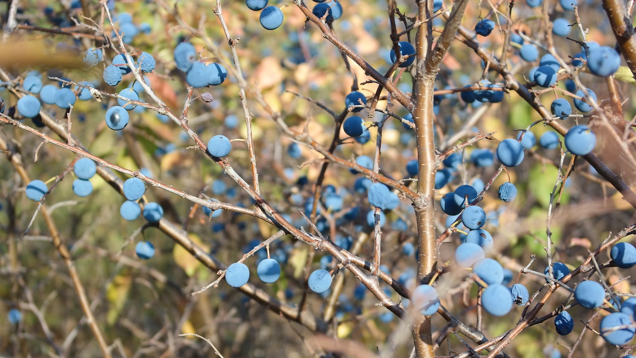 berry  autumn  nature free photo