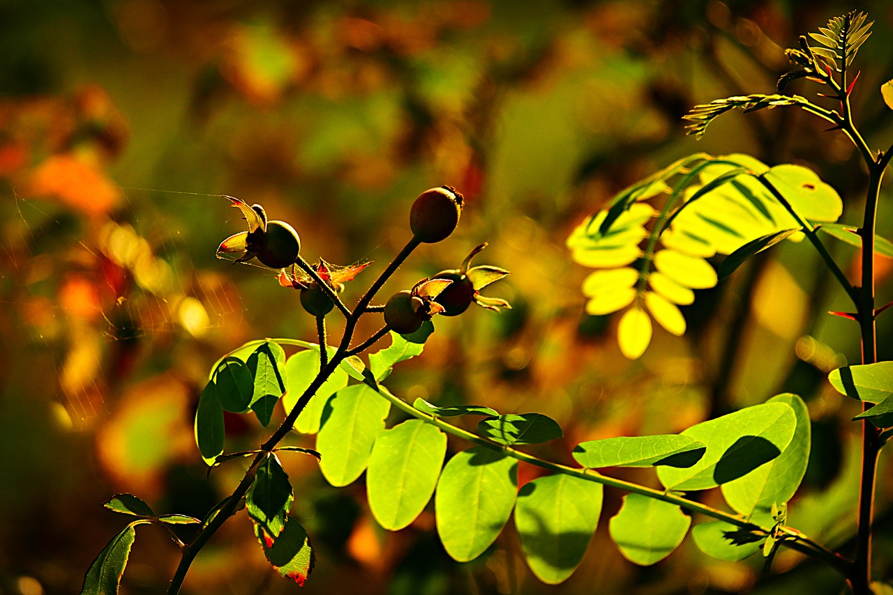 berry  fruit  leaf free photo