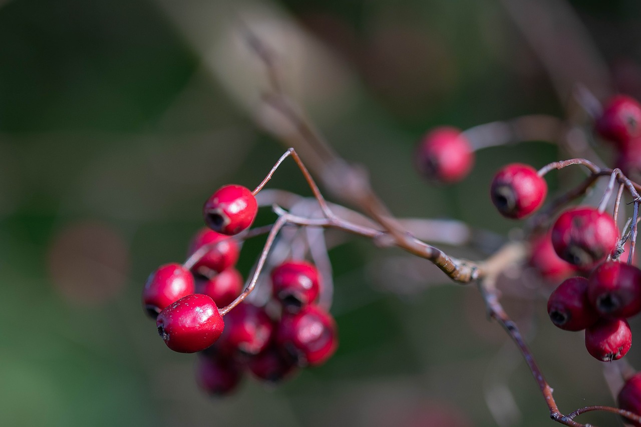 berry  berries  red free photo