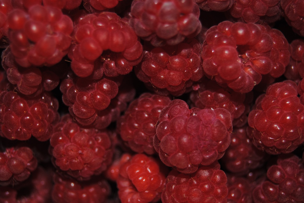berry  raspberry  fruit free photo