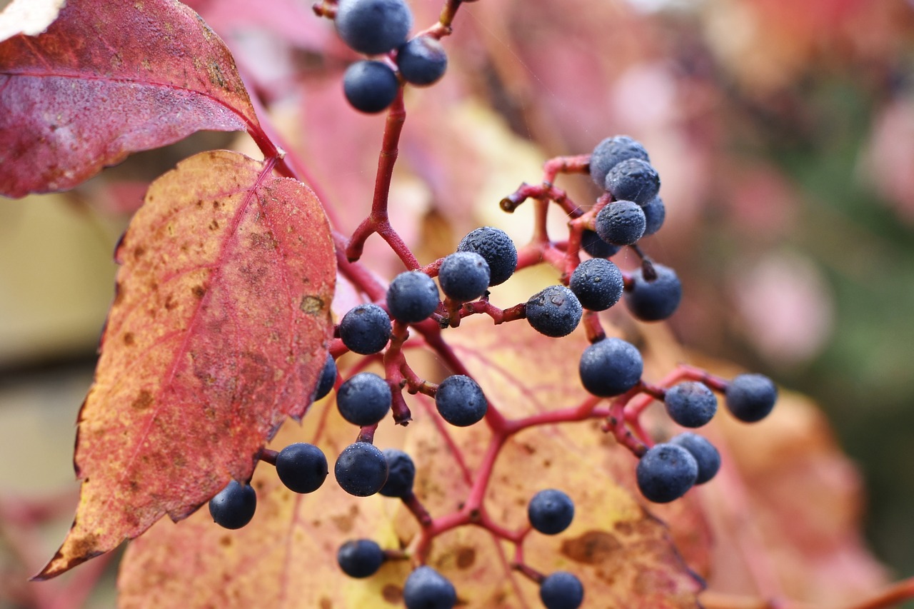 berry  plant  red leaves free photo