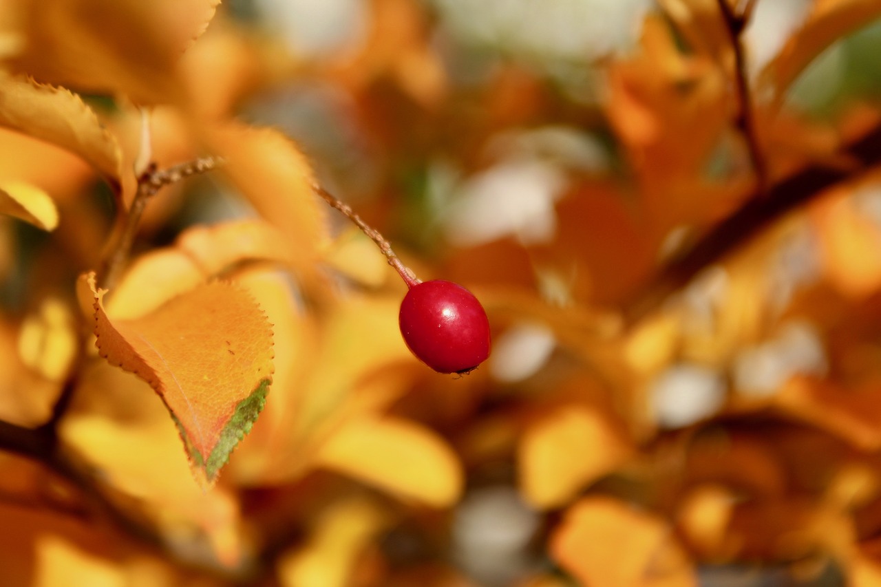 berry  plant  autumn free photo