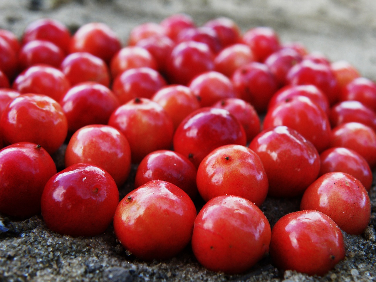 berry  cranberries  red free photo