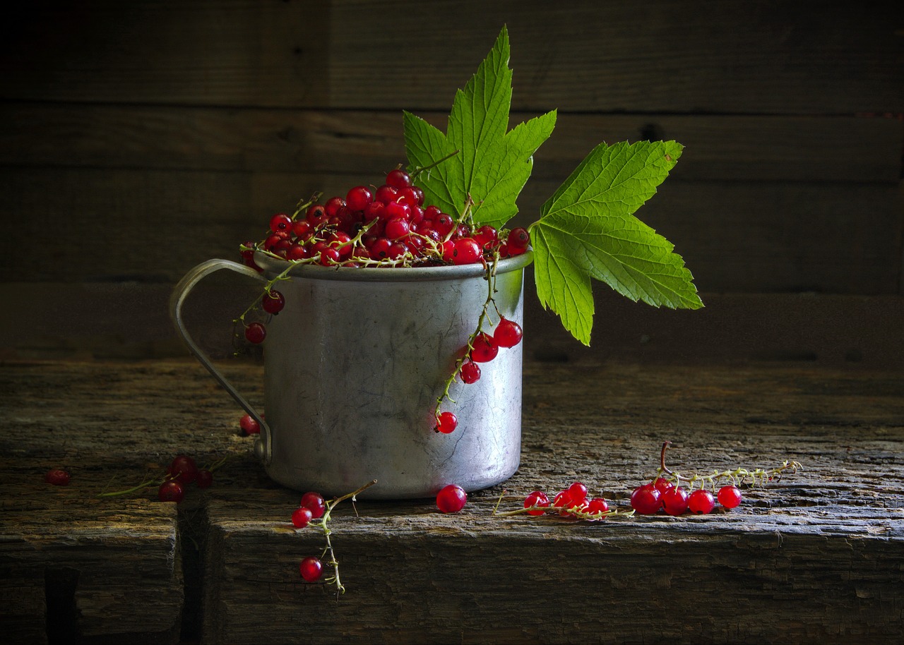berry  currant  red free photo