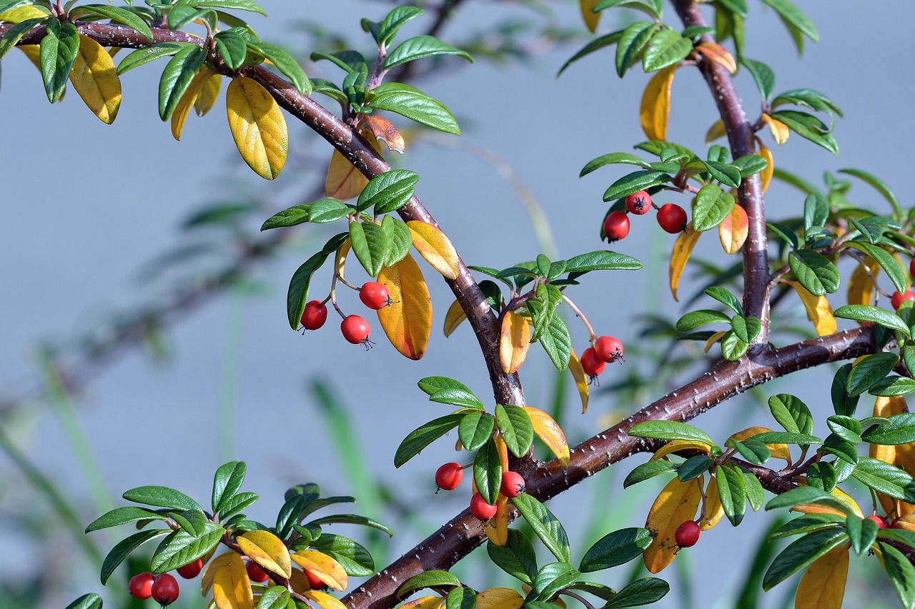 berry  leaves  nature free photo