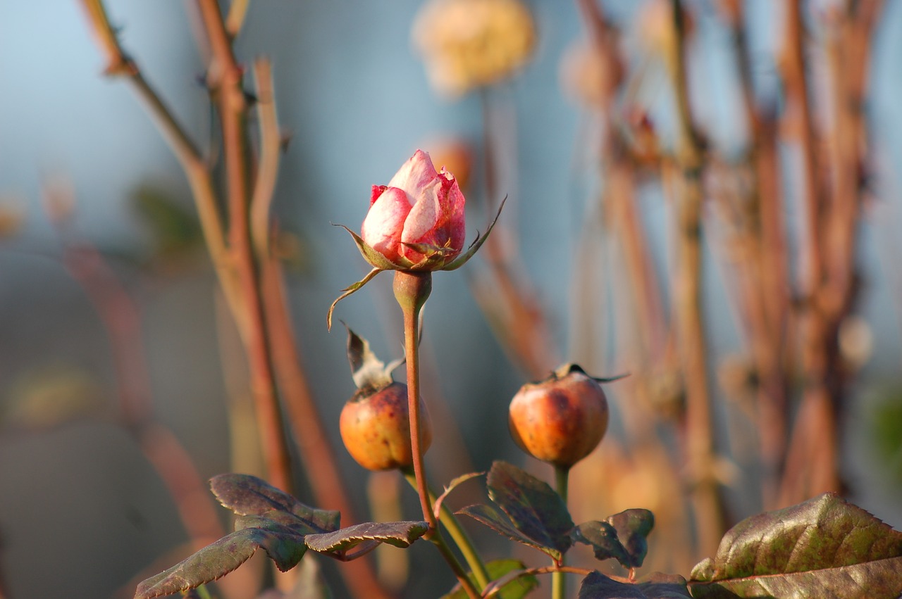 berry  rose garden  autumn free photo