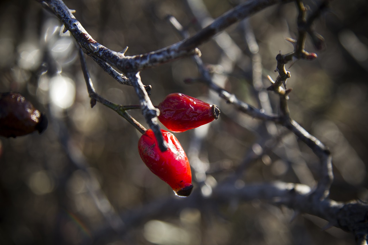 berry  ripe  red free photo