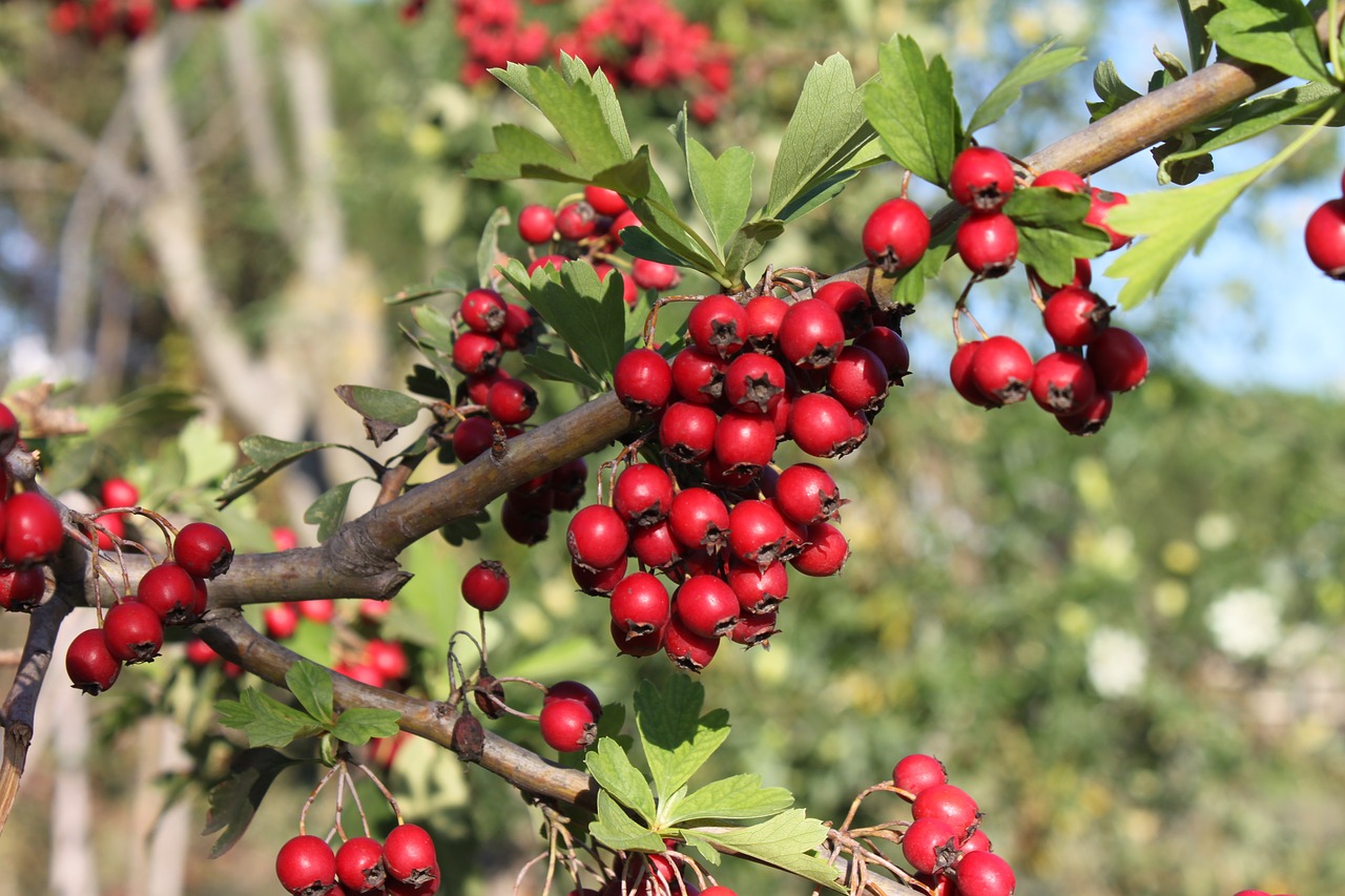 berry  red  nature free photo