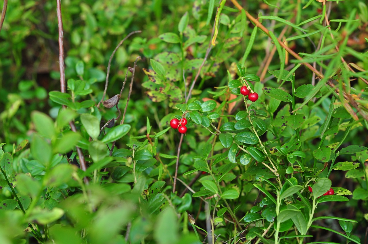 berry  cranberries  red free photo