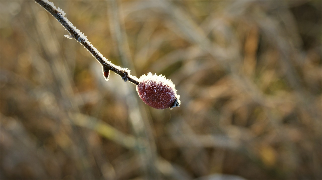 berry  sprig  sunlight free photo