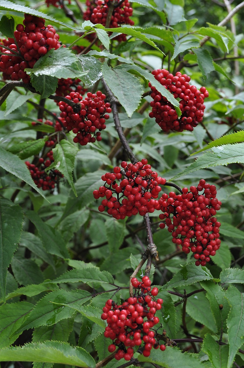 berry  bush  when free photo