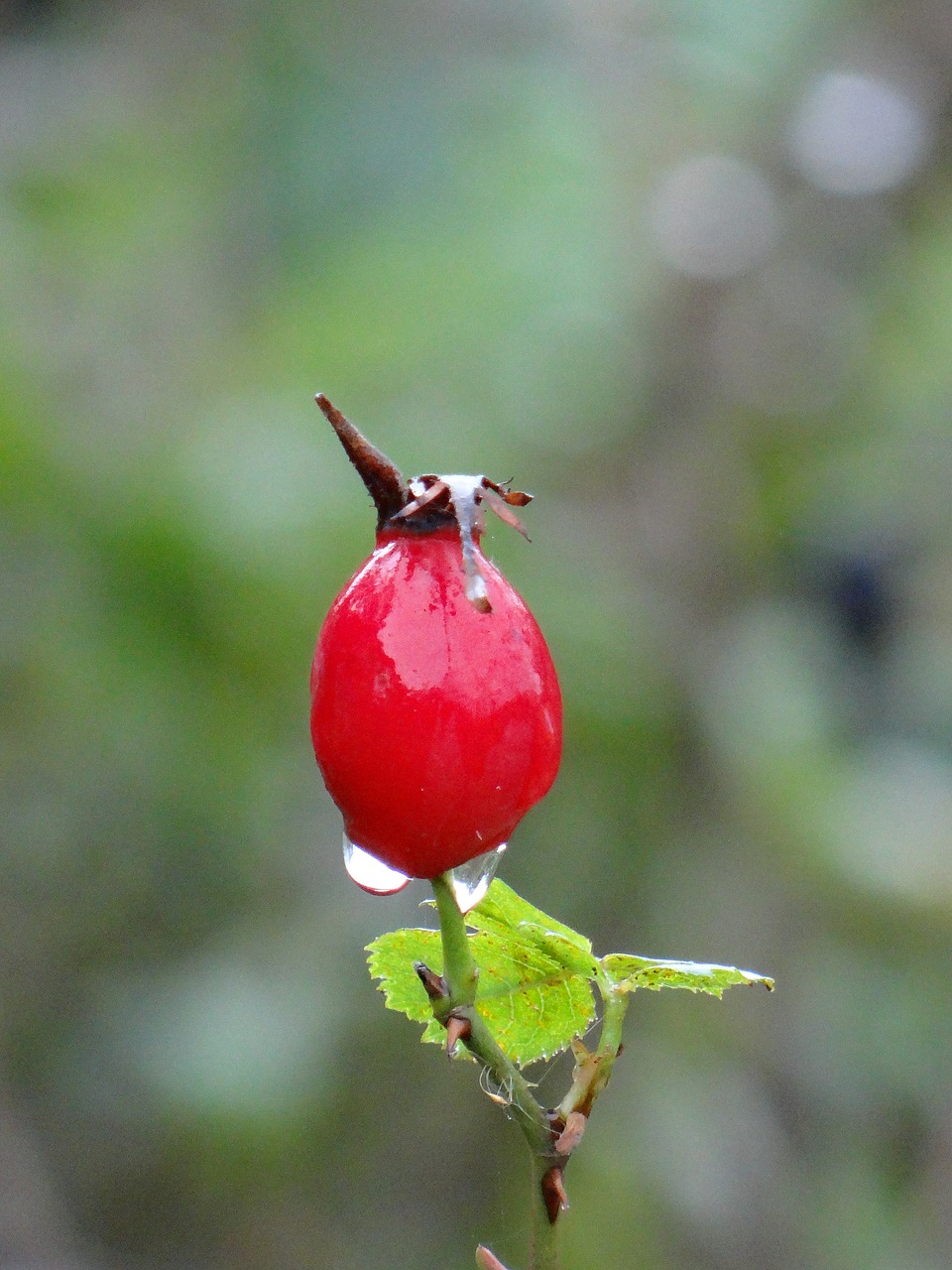 berry  drop  rain free photo