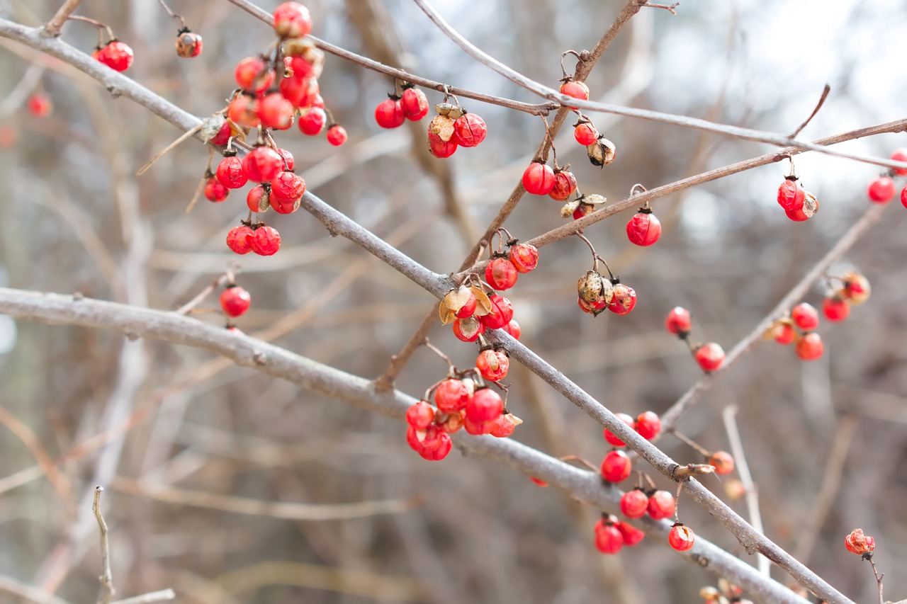 berry  red berries  nature free photo