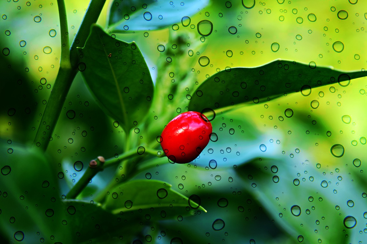 berry  plant  shrub free photo