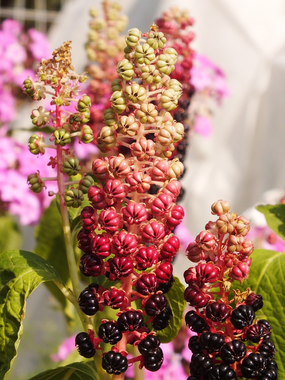 berry nature in the summer of free photo