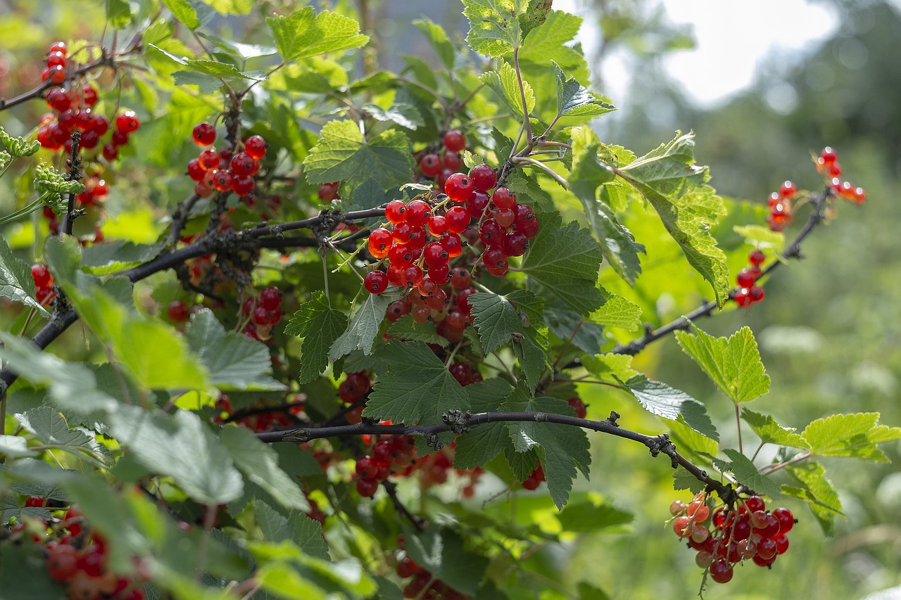 berry  summer  freshness free photo