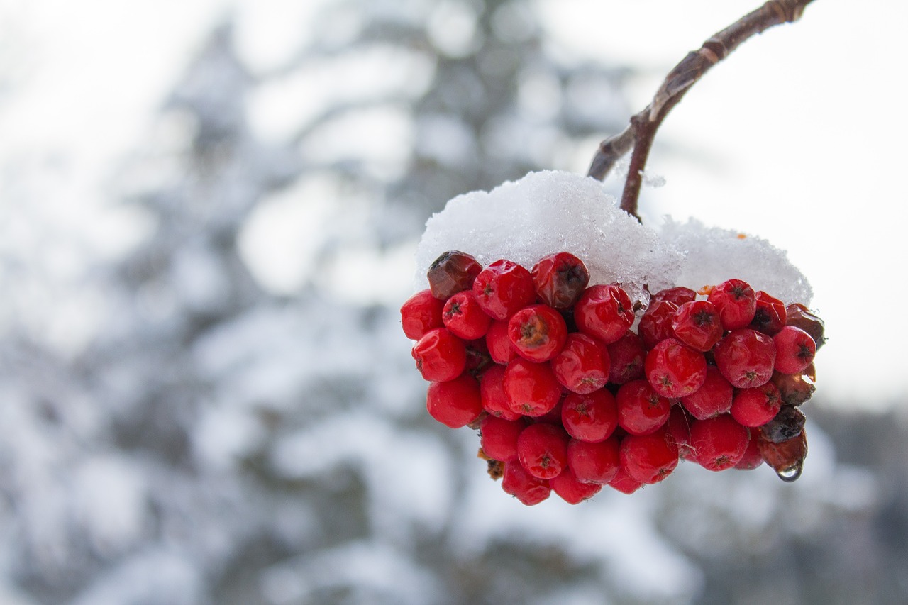 berry winter branch free photo