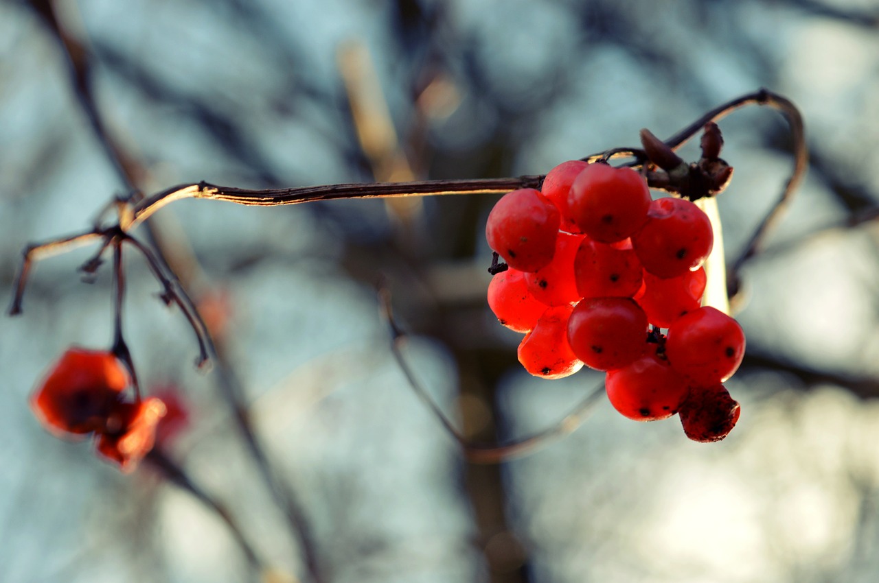 berry winter the sky free photo