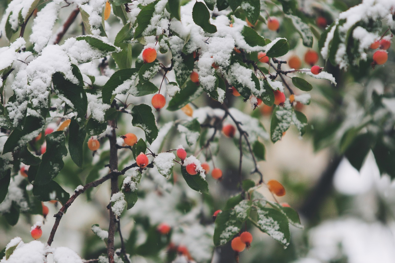 berry snow plant free photo