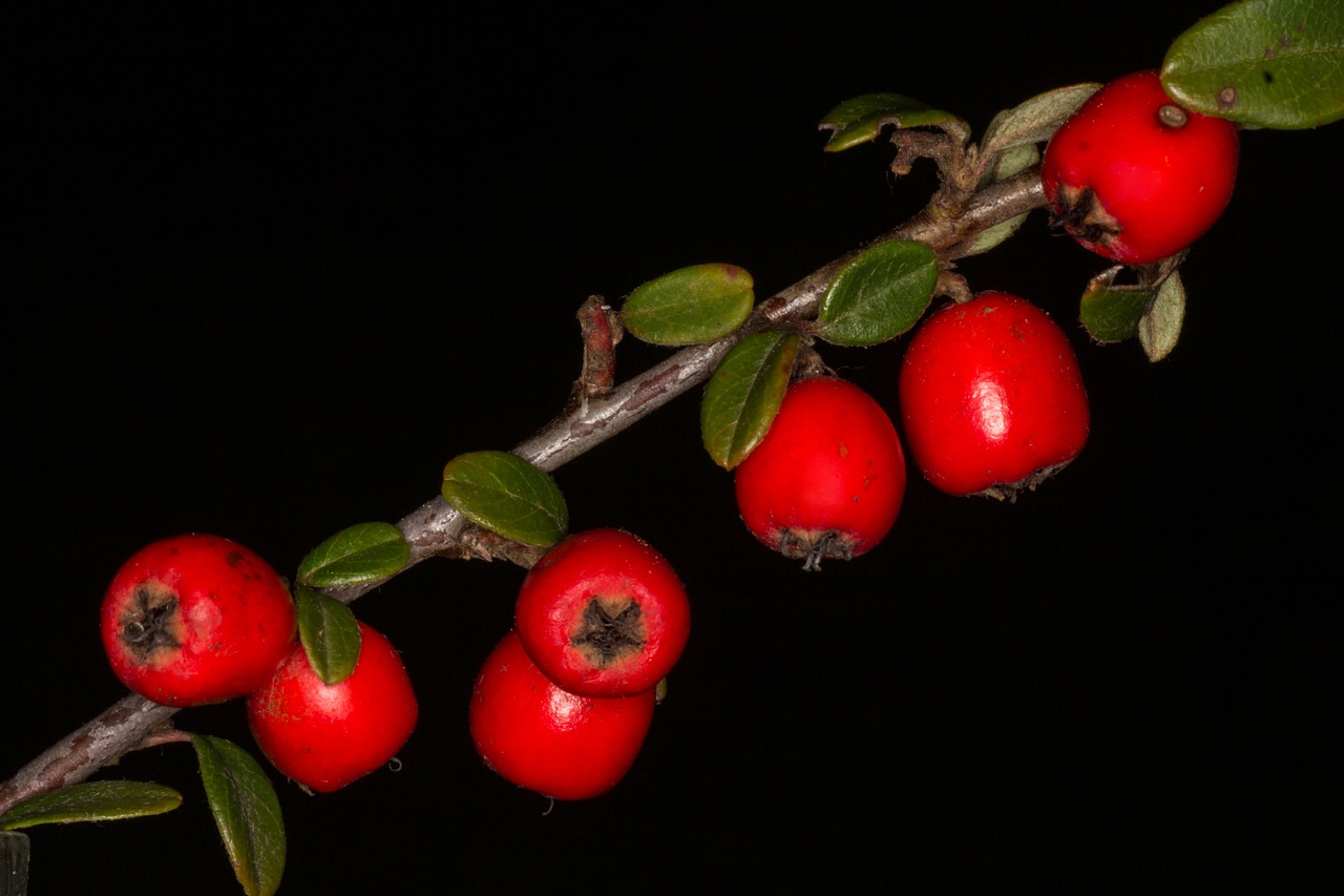 berry macro red free photo