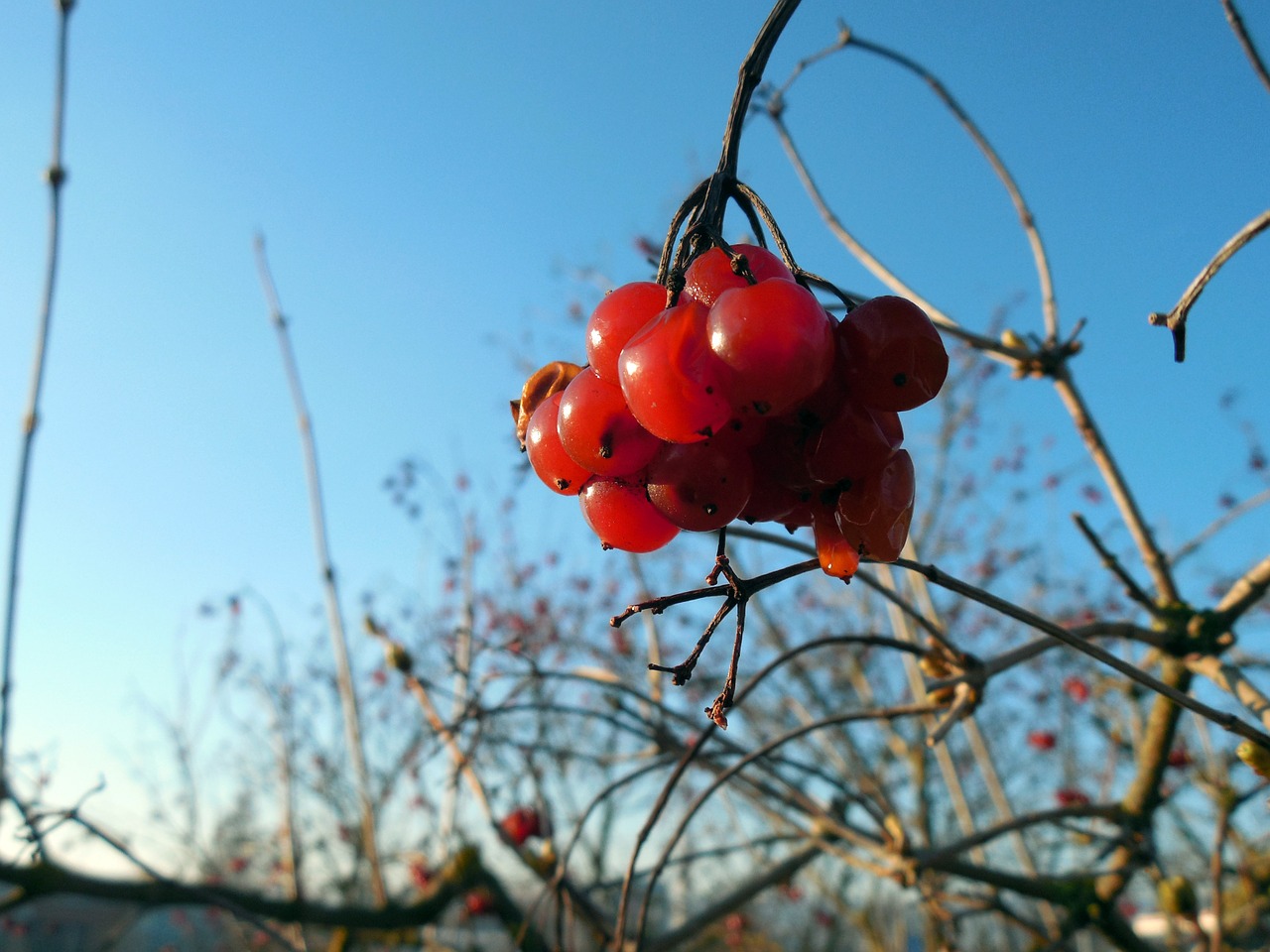 berry plant fruit free photo