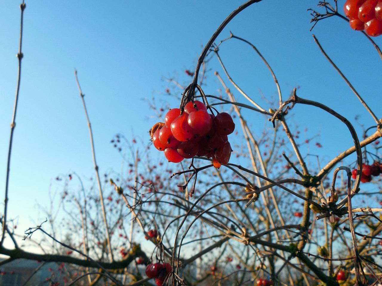 berry plant fruit free photo