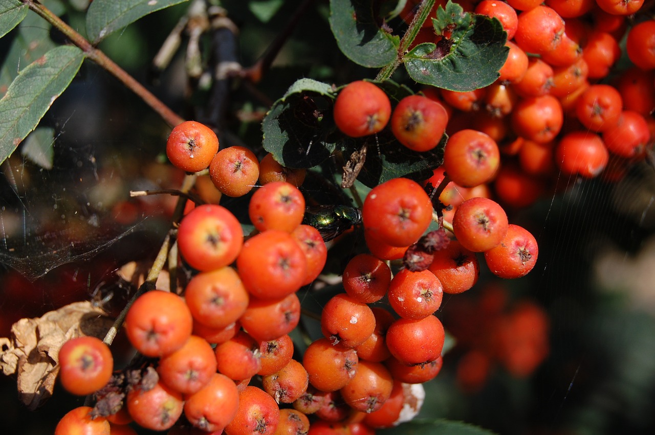 berry orange autumn free photo