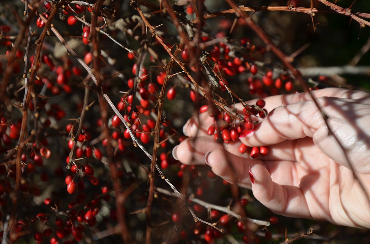 berry red hand free photo