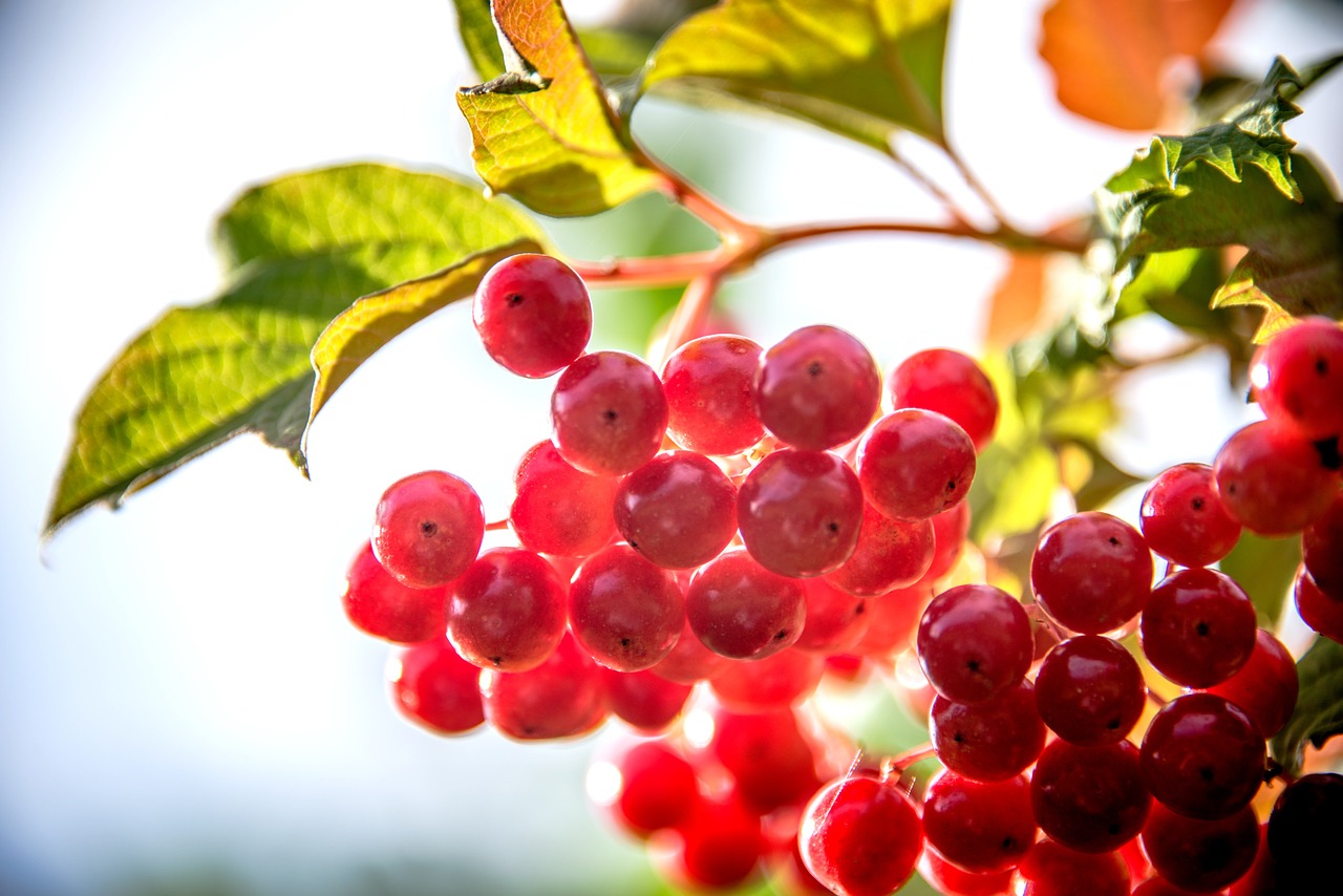 berry backlight sun free photo