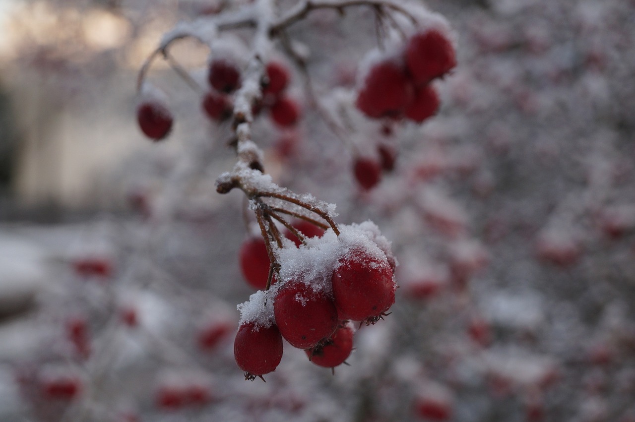 berry snow cold free photo