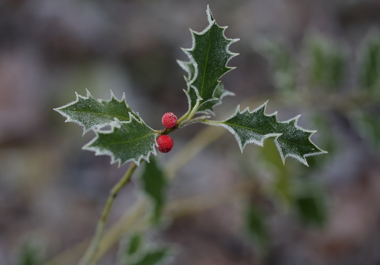 berry leann field free photo