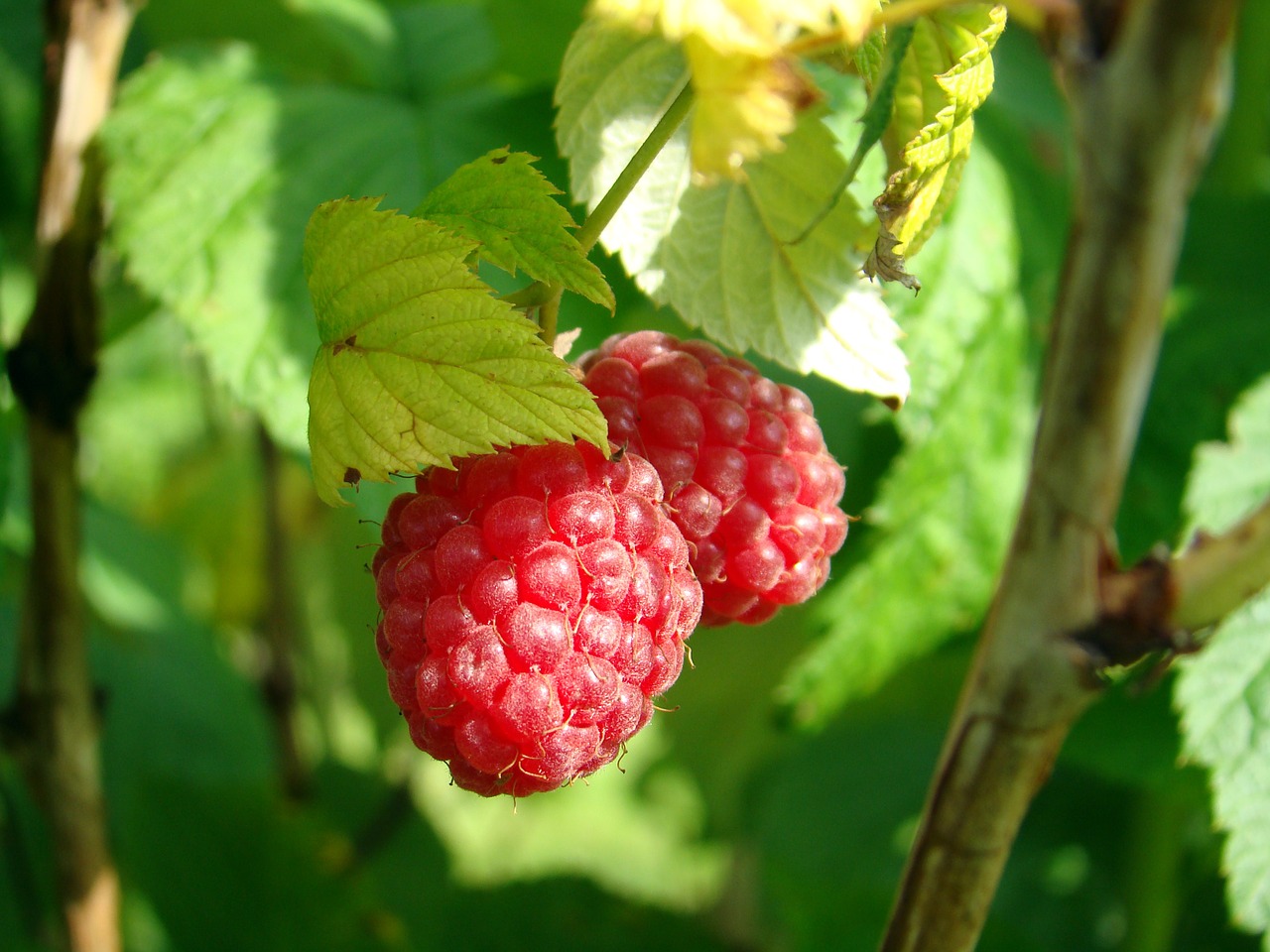 berry raspberries good free photo