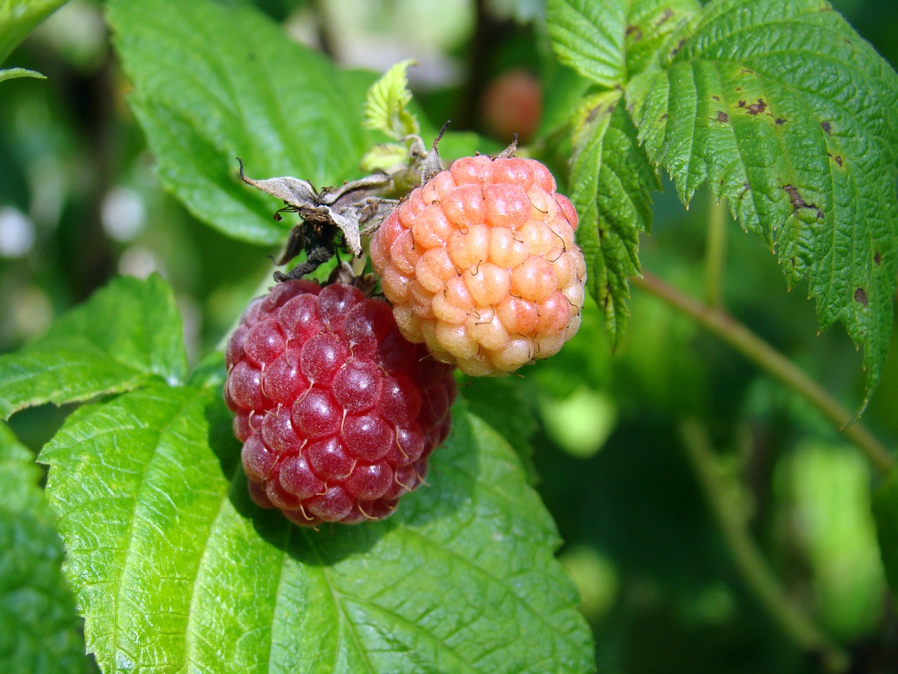 berry raspberries map free photo