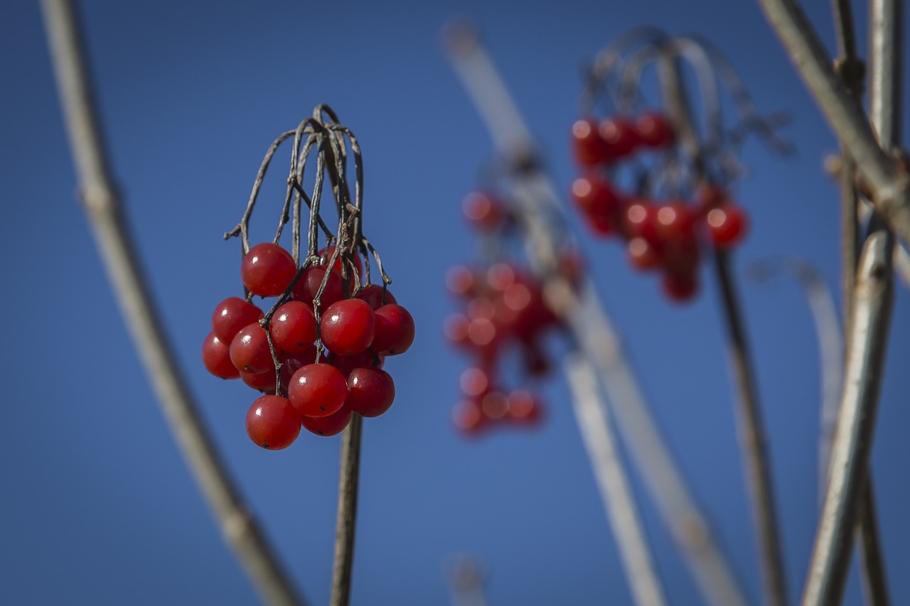 berry fruit red free photo