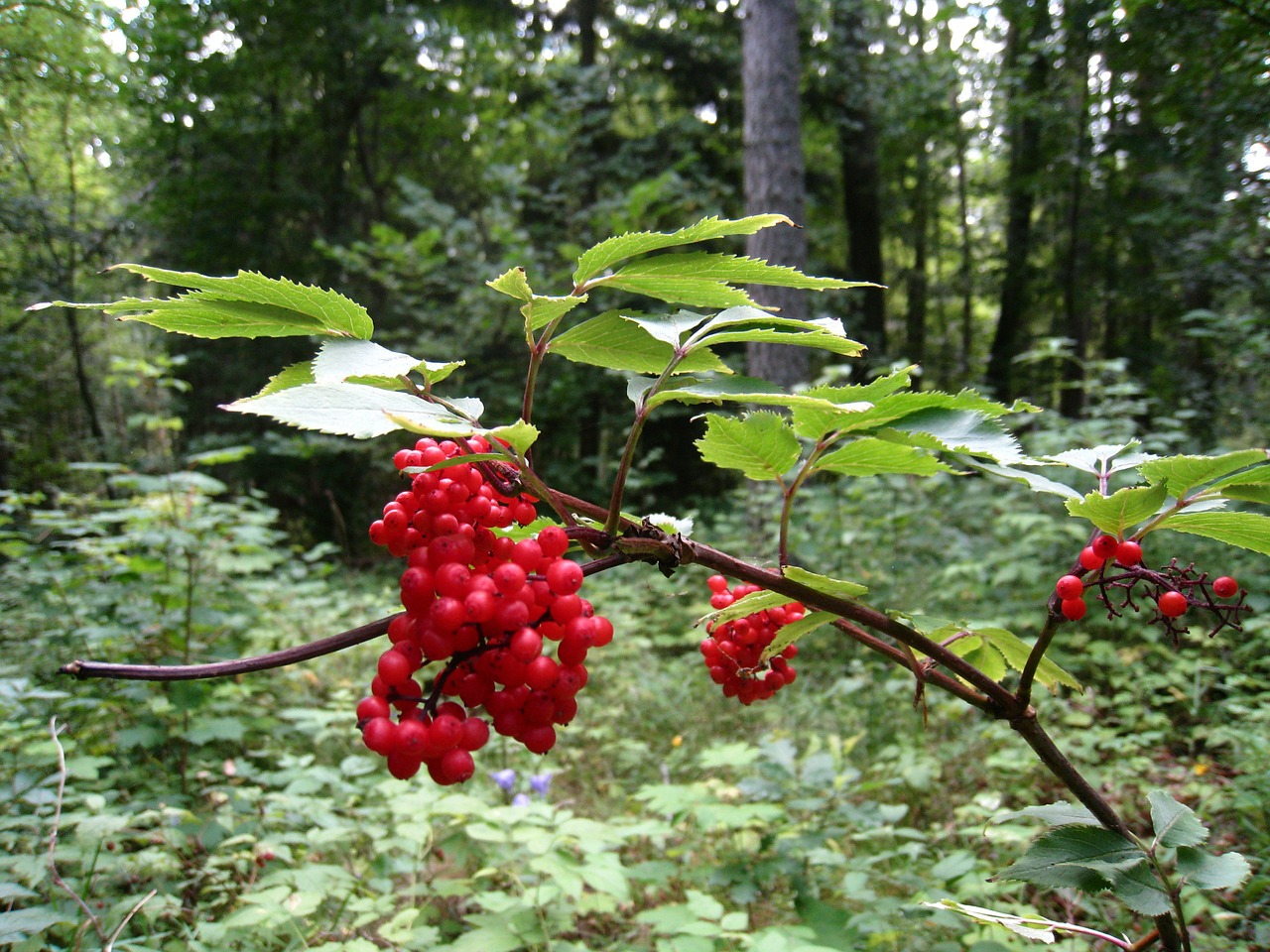 berry red forest free photo