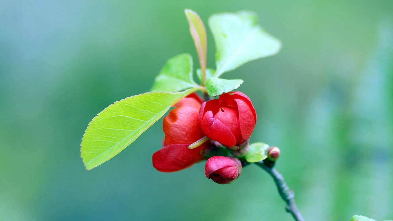 berry plant nature free photo