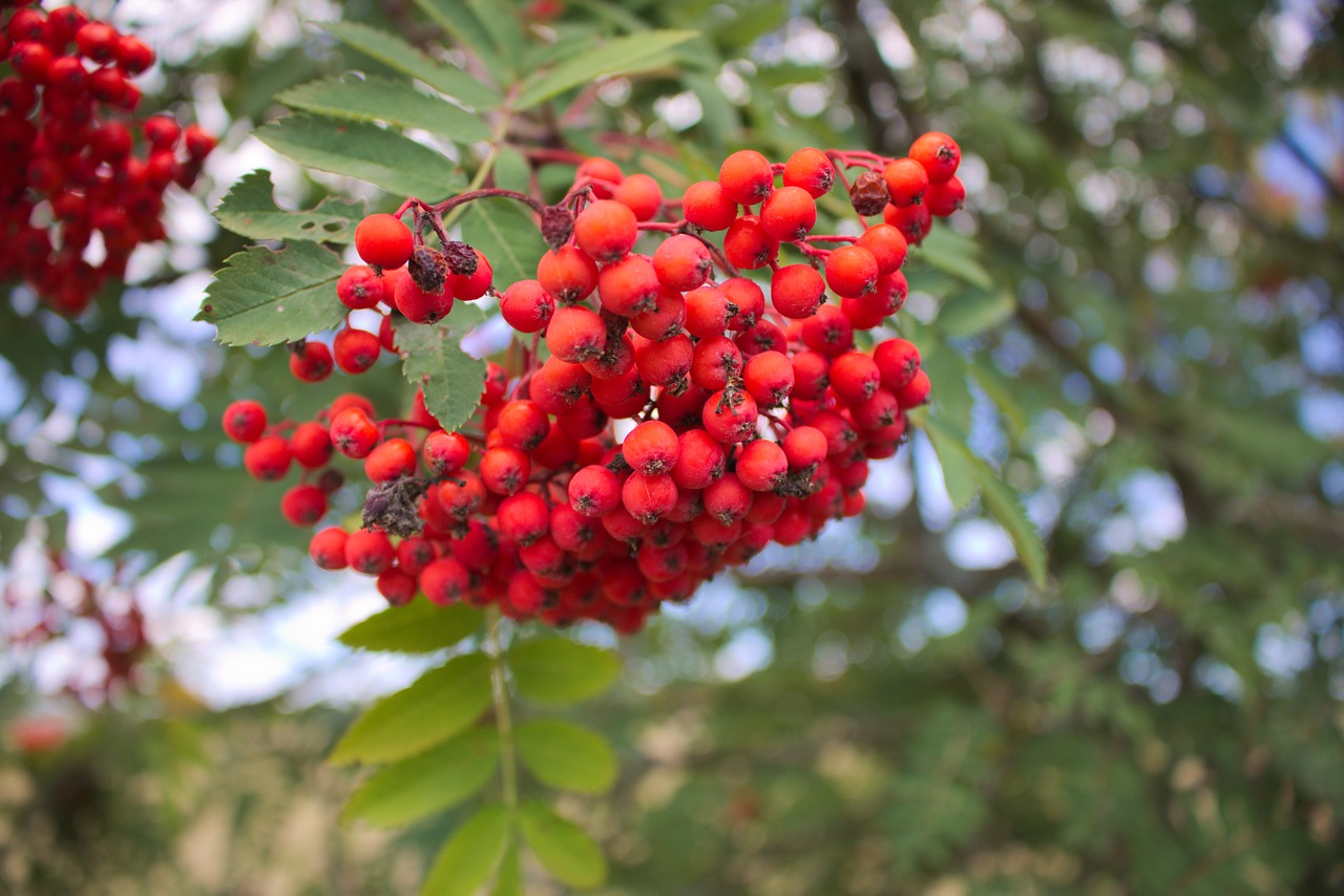 berry plant tree free photo