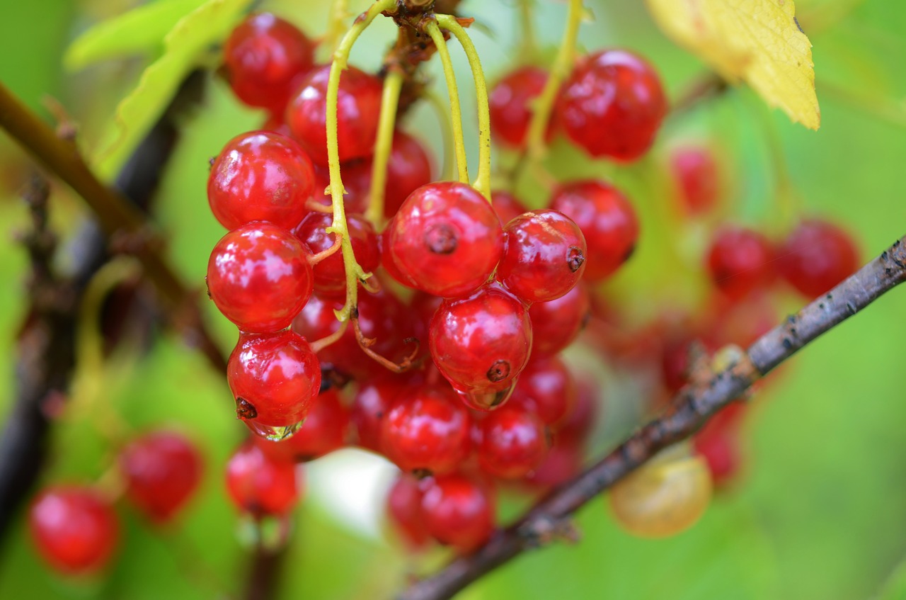 berry red food free photo