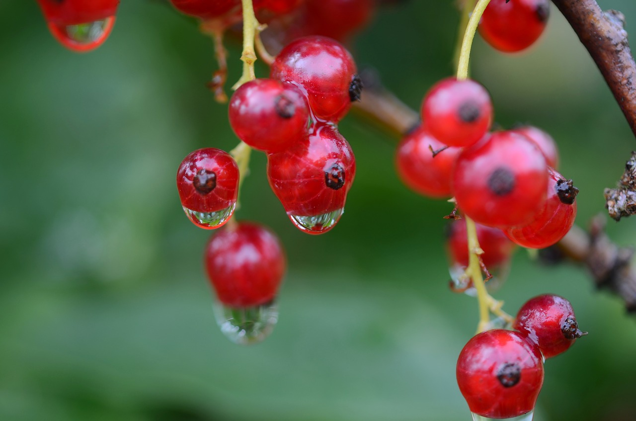 berry red food free photo