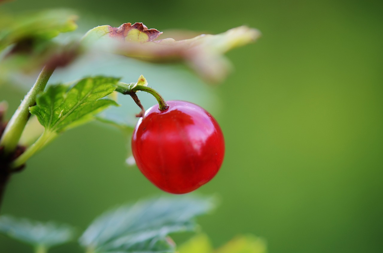 berry natur food free photo