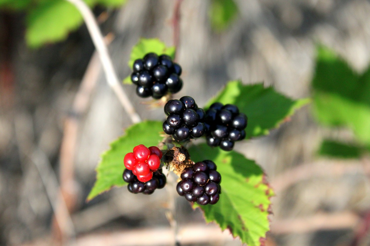 berry black blackberry free photo