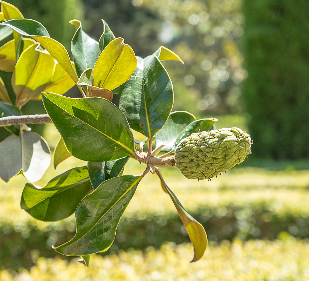 berry fruit shrub free photo