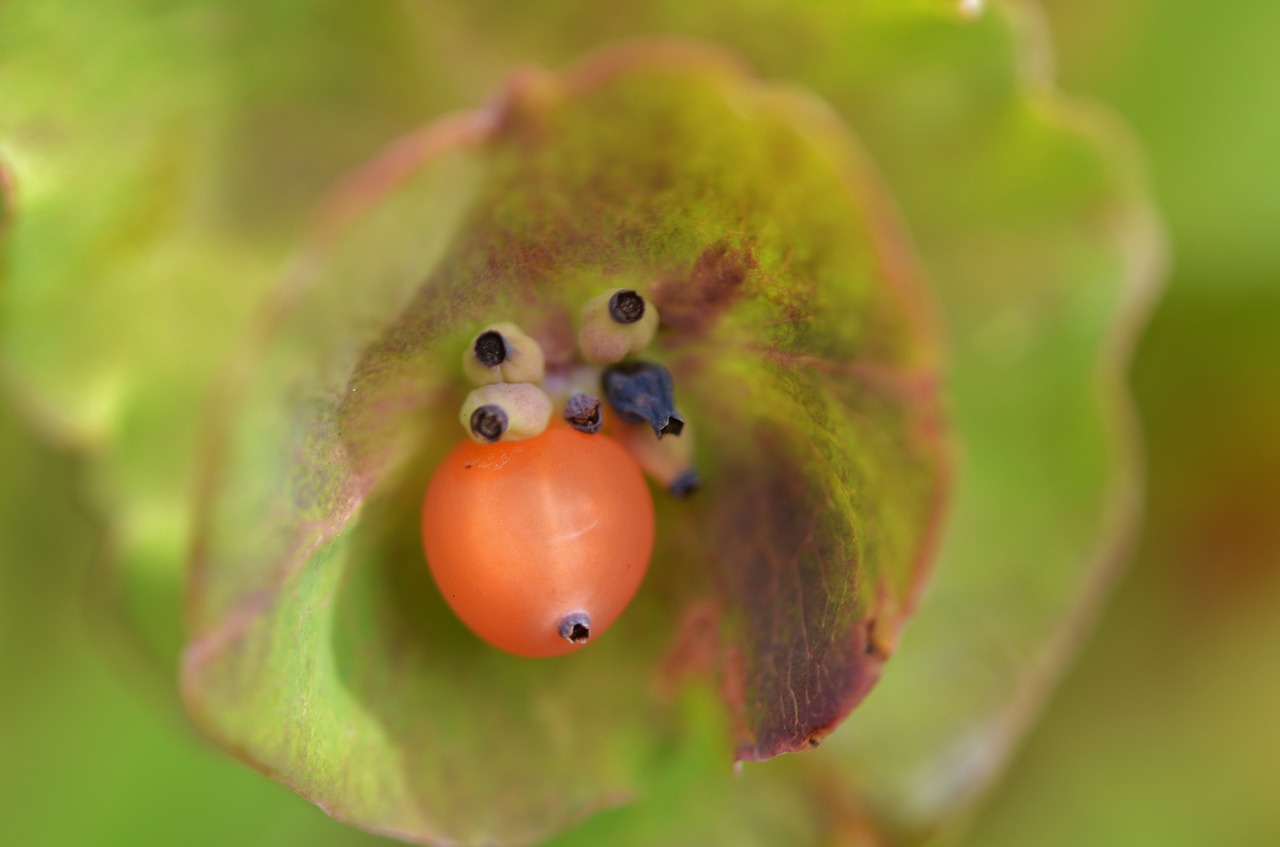 berry natur natural free photo