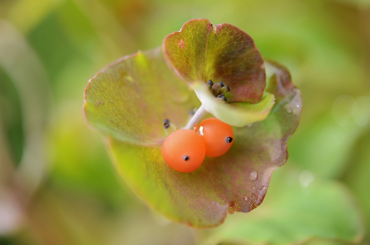 berry natur natural free photo