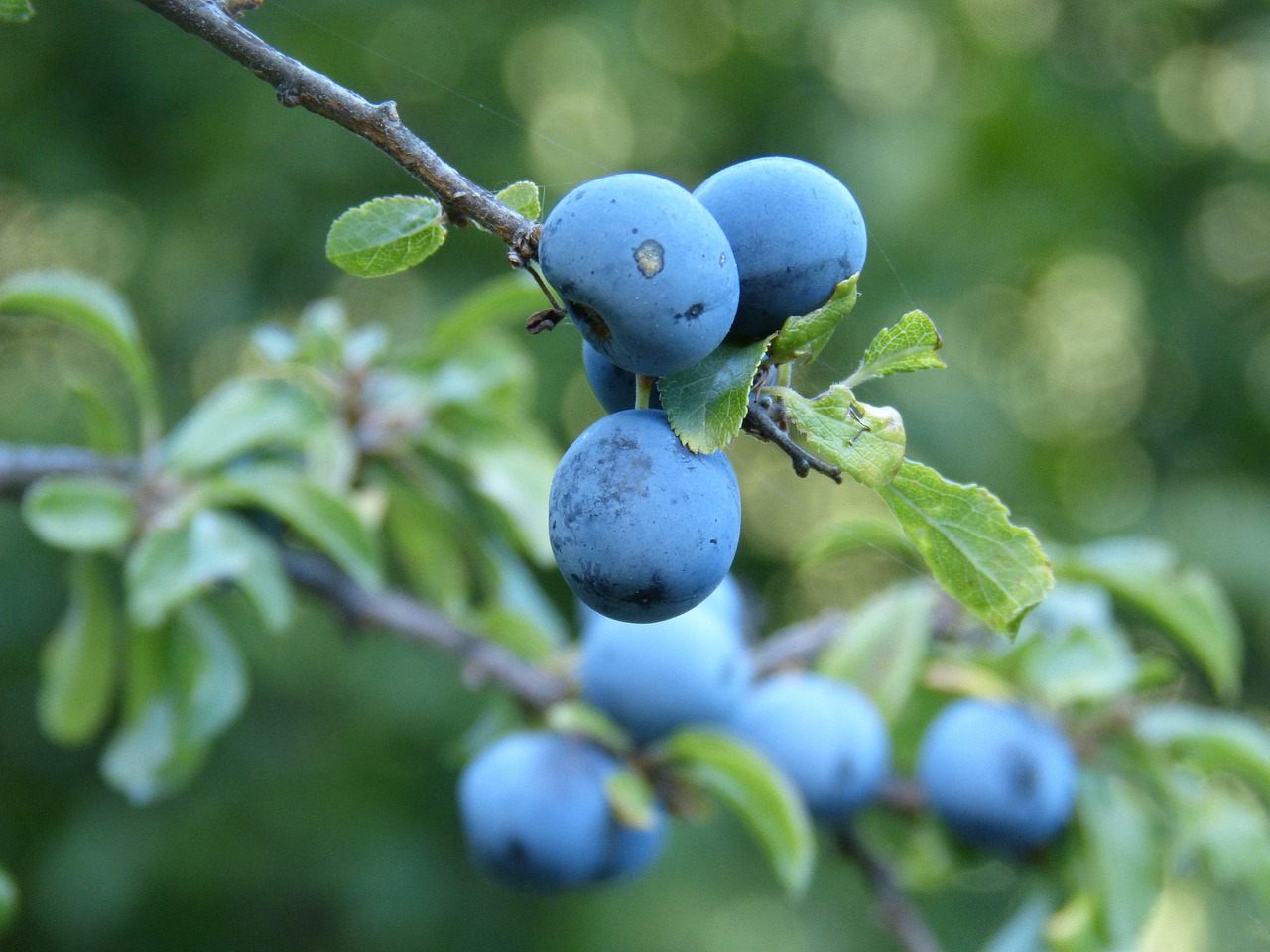 berry blue blueberry free photo