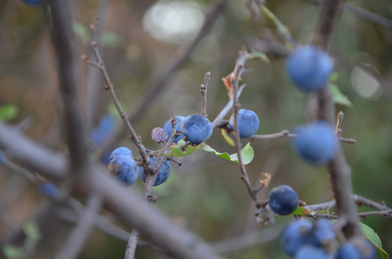 blue berry wild plum spring berry free photo