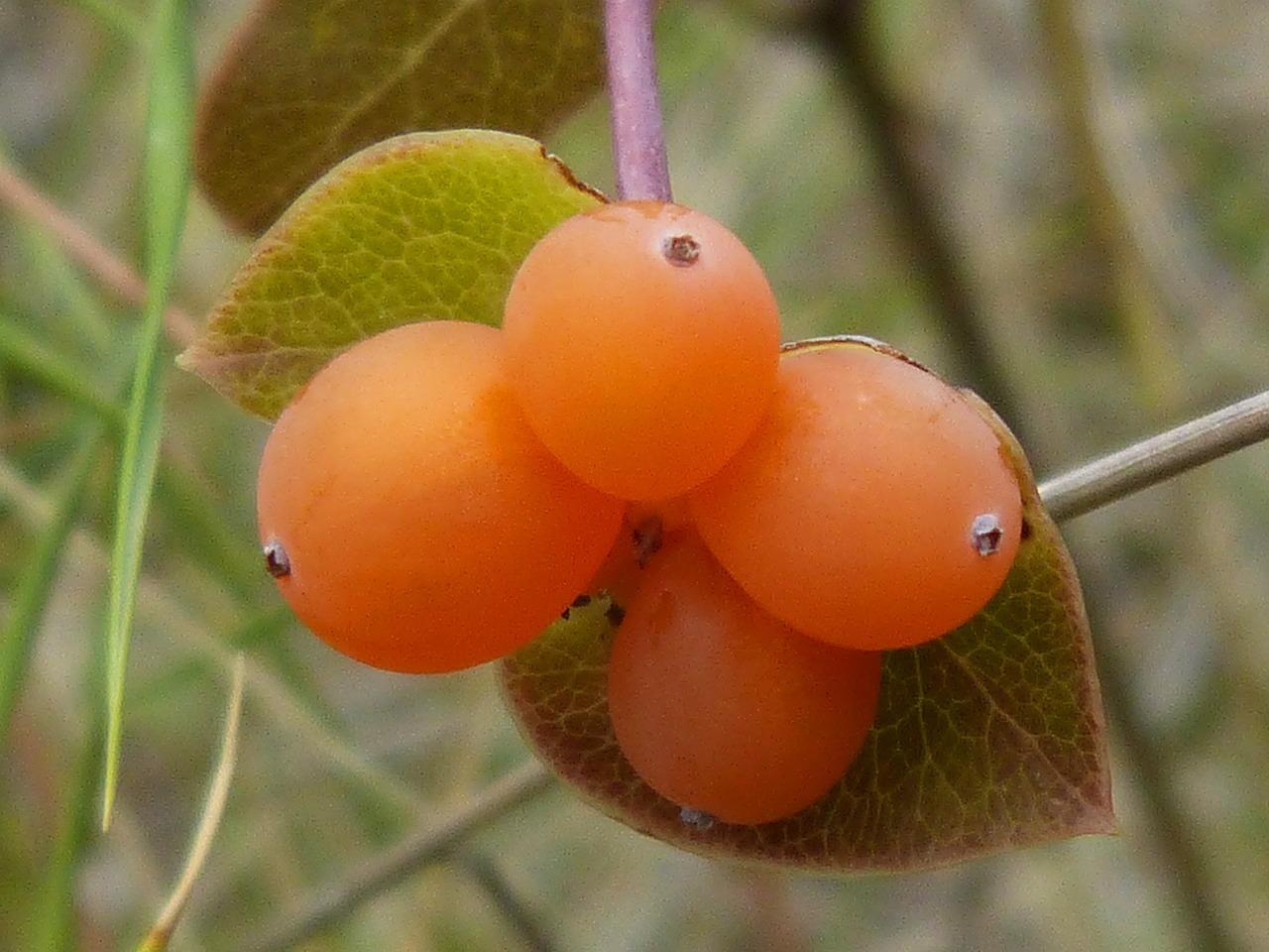 berry honeysuckle forest free photo