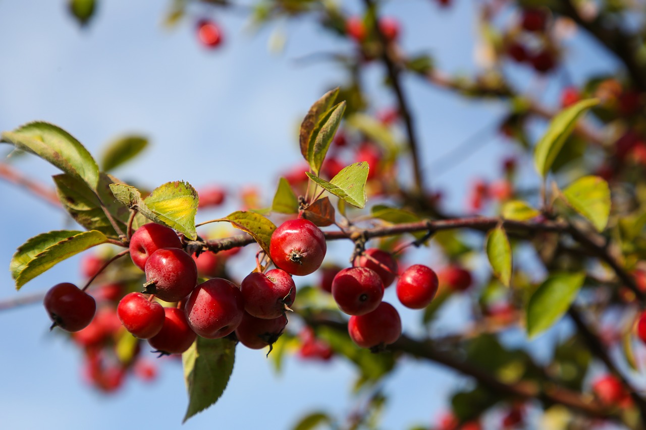 berry red  roadside  fruit free photo