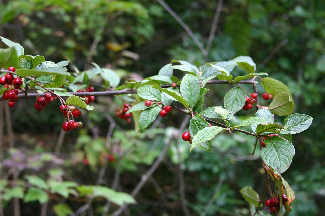 berry red forest green free photo